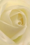 A close-up photograph reveals the quiet drama of a single cream-white rose, its petals spiralling inward in a flawless rosette that fills the entire frame. The outer petals are a soft ivory, almost feather-light at the edges, with a slightly matte texture that suggests the feel of fine silk beneath the fingertips. Moving toward the centre, the petals deepen into warmer cream and the faintest whisper of pale lemon, catching the gentle light so that each fold holds a tiny pool of shadow. The lighting is diffused, like a calm Lea Bridge morning filtered through thin clouds over the River Lea, lending the bloom a serene, almost sacred atmosphere. The focus is so sharp that you can trace each subtle vein and curve, yet the background melts away into a blur of soft white, ensuring all attention rests on the rose's tranquil heart. As a florist working daily with fresh stems delivered into Lea Bridge, I'd see this rose gracing a sympathy bouquet for a service near Millfields Park, or resting in a single-stem vase on a bedside table after a heartfelt apology. The image captures not just colour and form, but the suggestion of a delicate fragrance-clean, slightly sweet, never overpowering. There is a sense of stillness, like pausing on Lea Bridge Road at dawn, when the world is hushed and reflective. In this view, the rose becomes more than a flower: it feels like a gentle promise of comfort, remembrance, and the kind of quiet love that does not need many words.